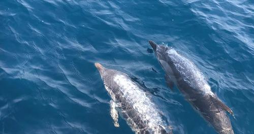 delfins-11.jpg