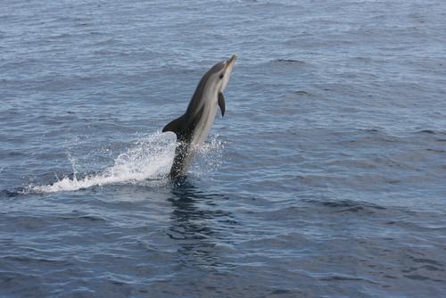 delfins-21.jpg